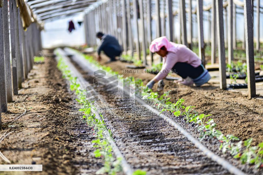 China First Vegetable Town in Qingzhou