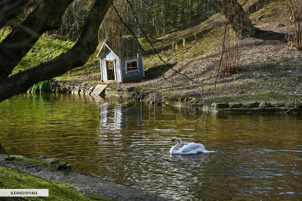 First crocuses bloom in Lviv Stryiskyi Park