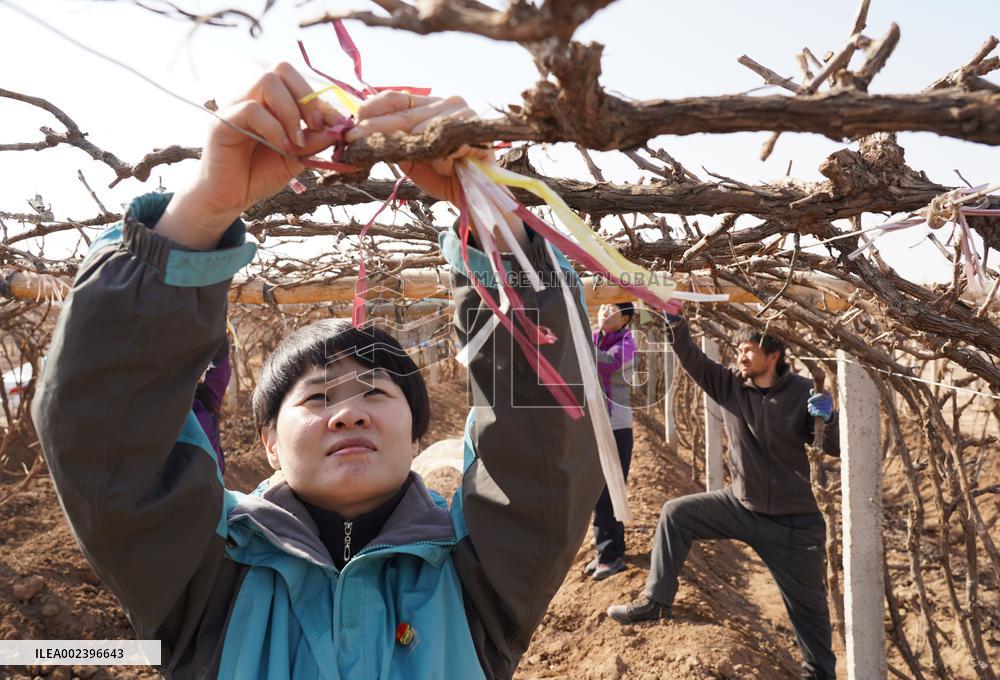 Xinjiang Turpan Grape
