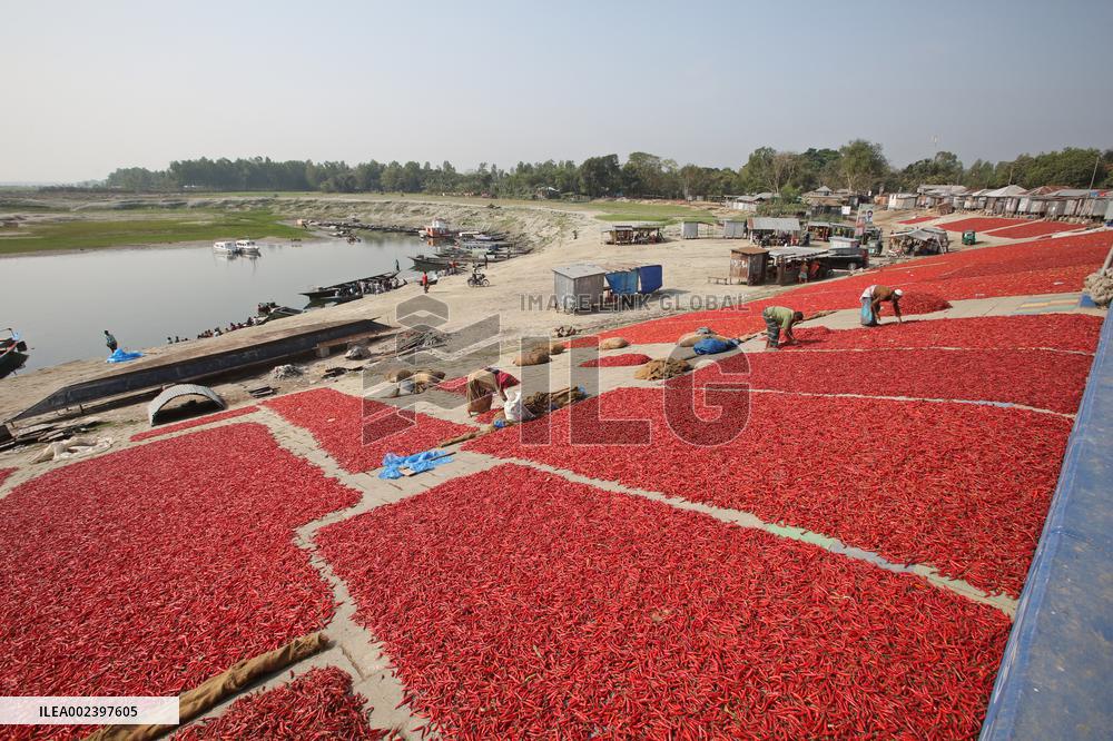Red Chilli Pepper Processing - Bangladesh