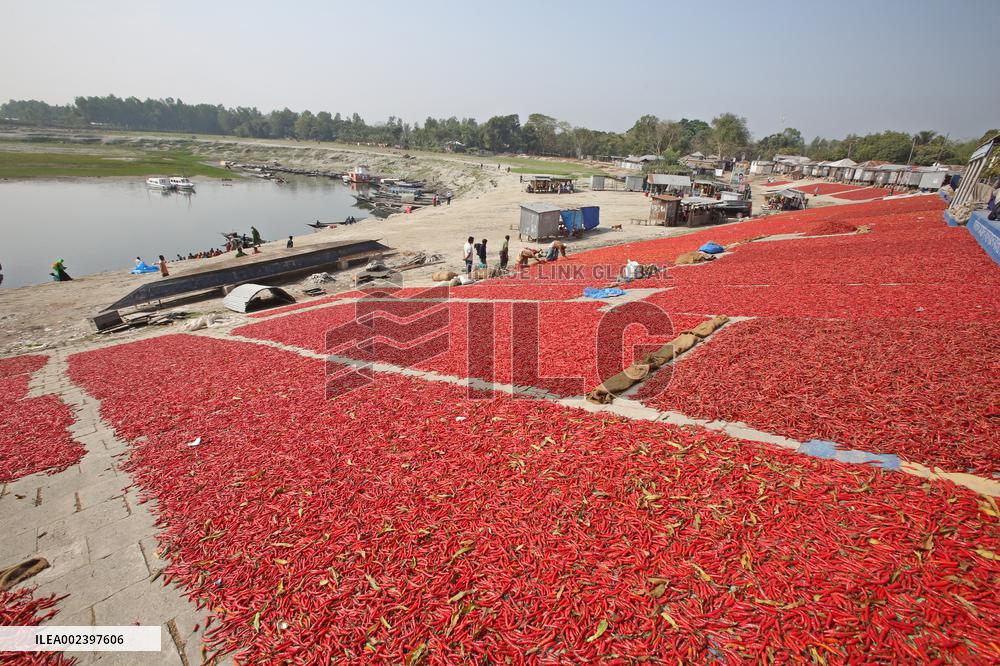 Red Chilli Pepper Processing - Bangladesh