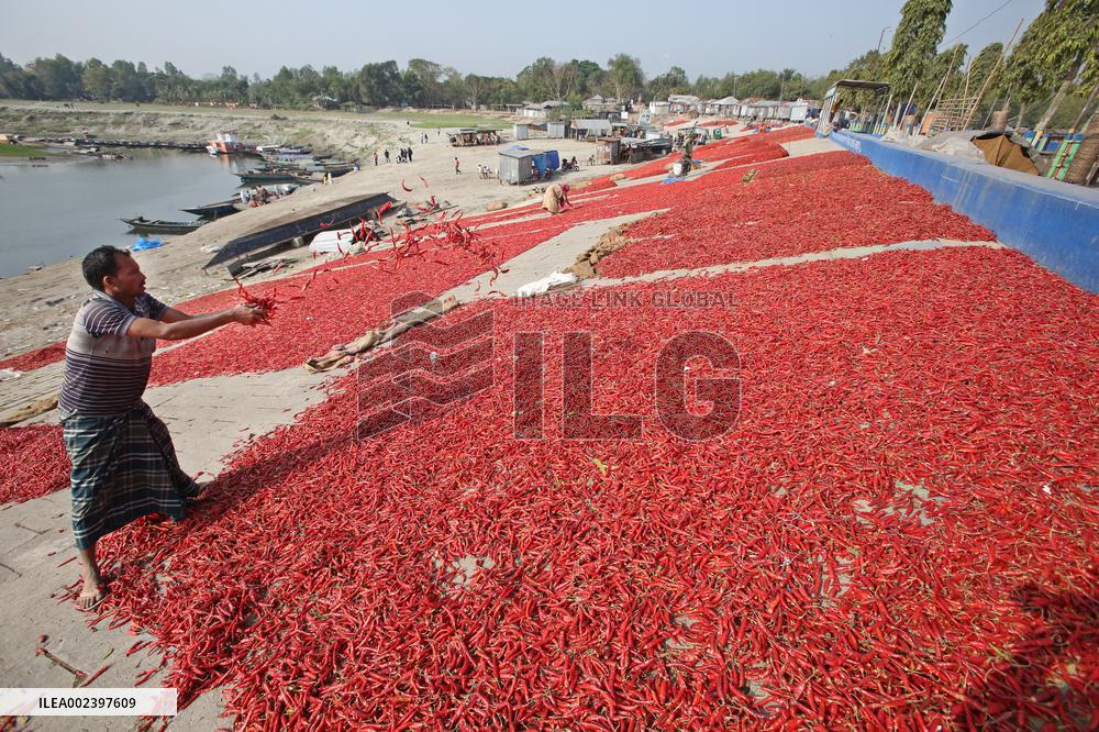 Red Chilli Pepper Processing - Bangladesh