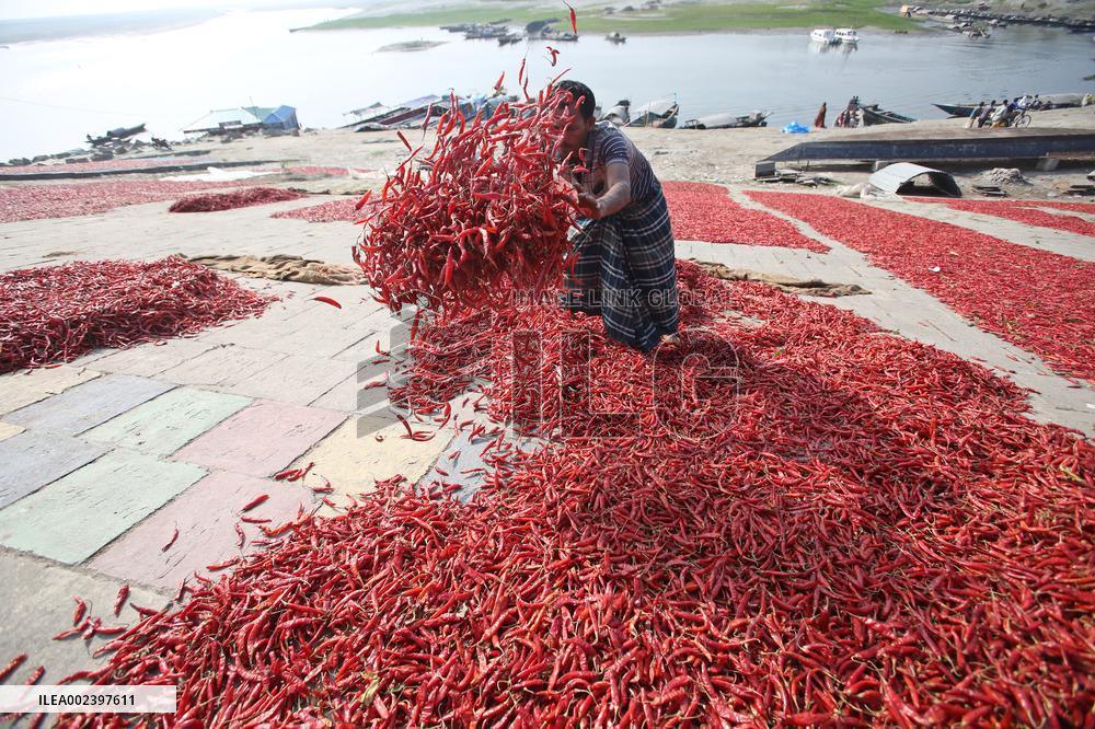 Red Chilli Pepper Processing - Bangladesh