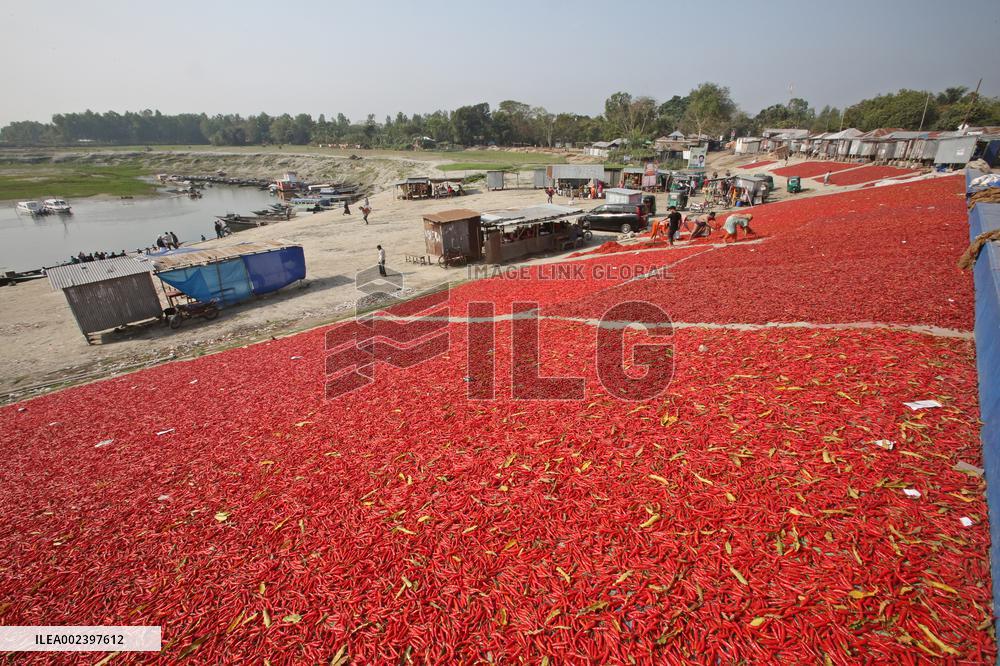 Red Chilli Pepper Processing - Bangladesh