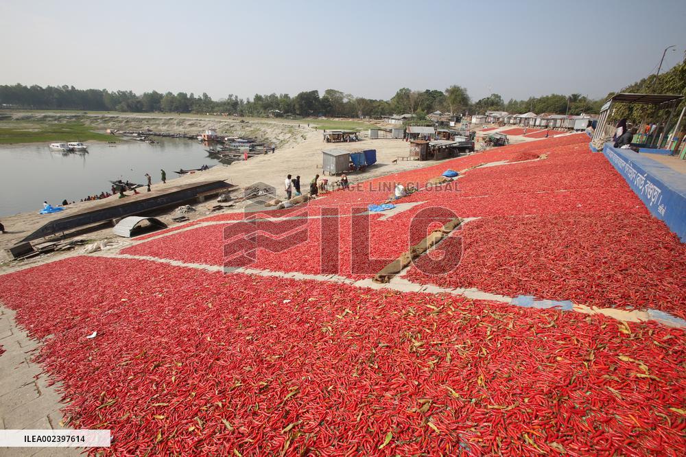 Red Chilli Pepper Processing - Bangladesh