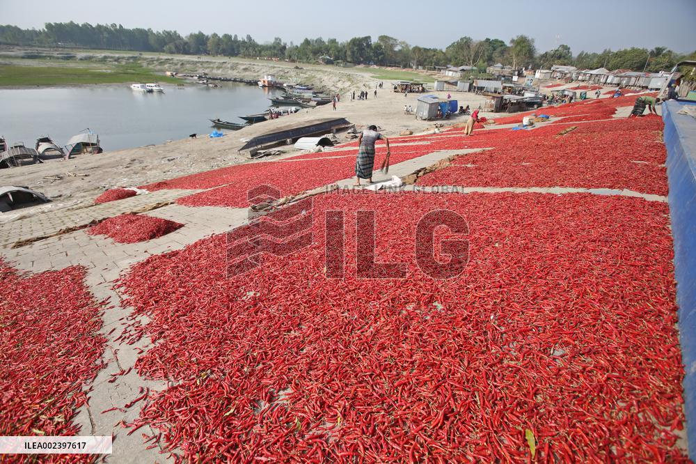 Red Chilli Pepper Processing - Bangladesh