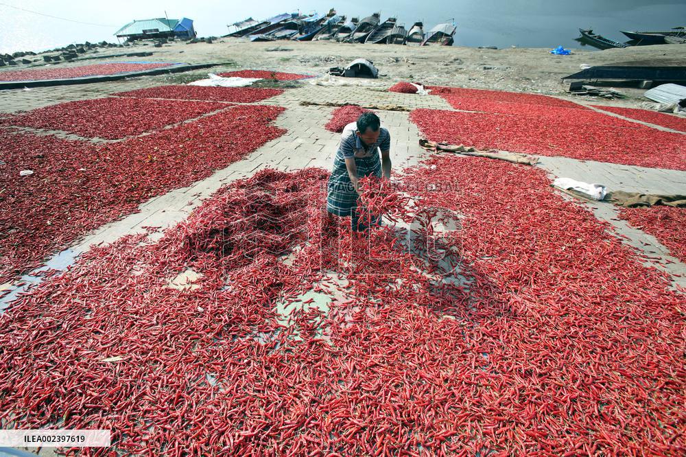Red Chilli Pepper Processing - Bangladesh