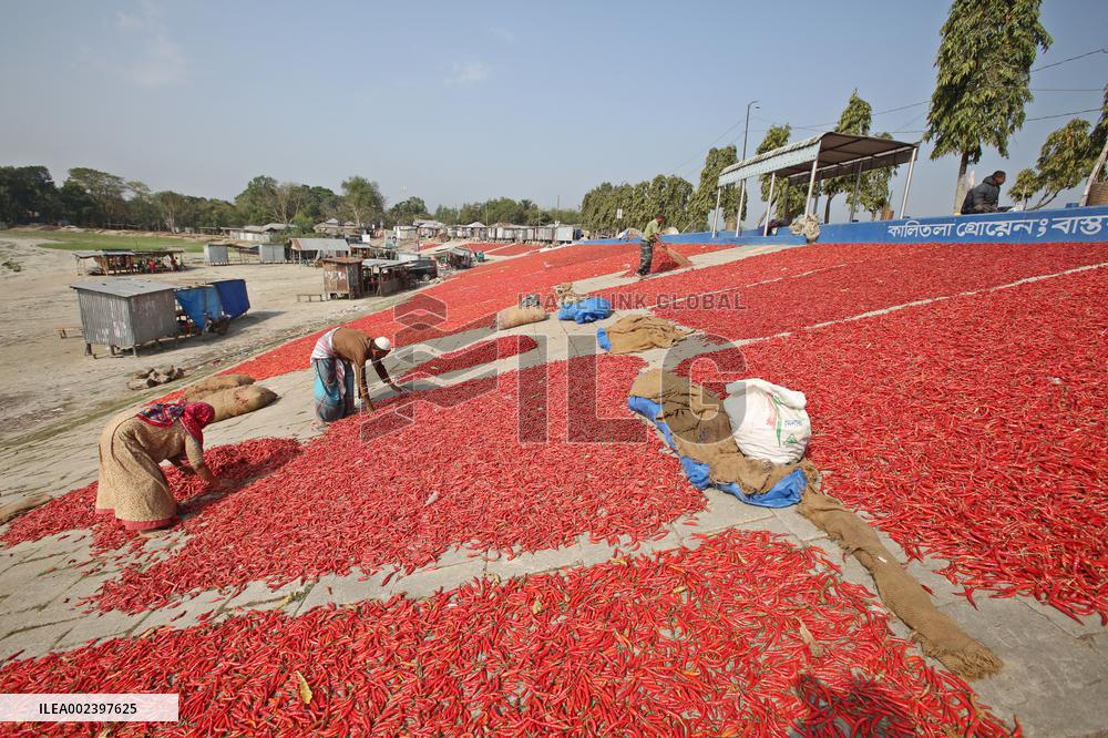 Red Chilli Pepper Processing - Bangladesh