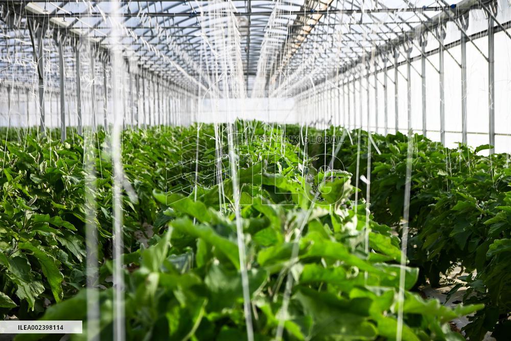 MALTA-MGARR-FARMER-GREENHOUSE