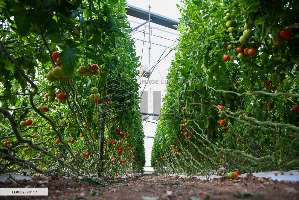 MALTA-MGARR-FARMER-GREENHOUSE