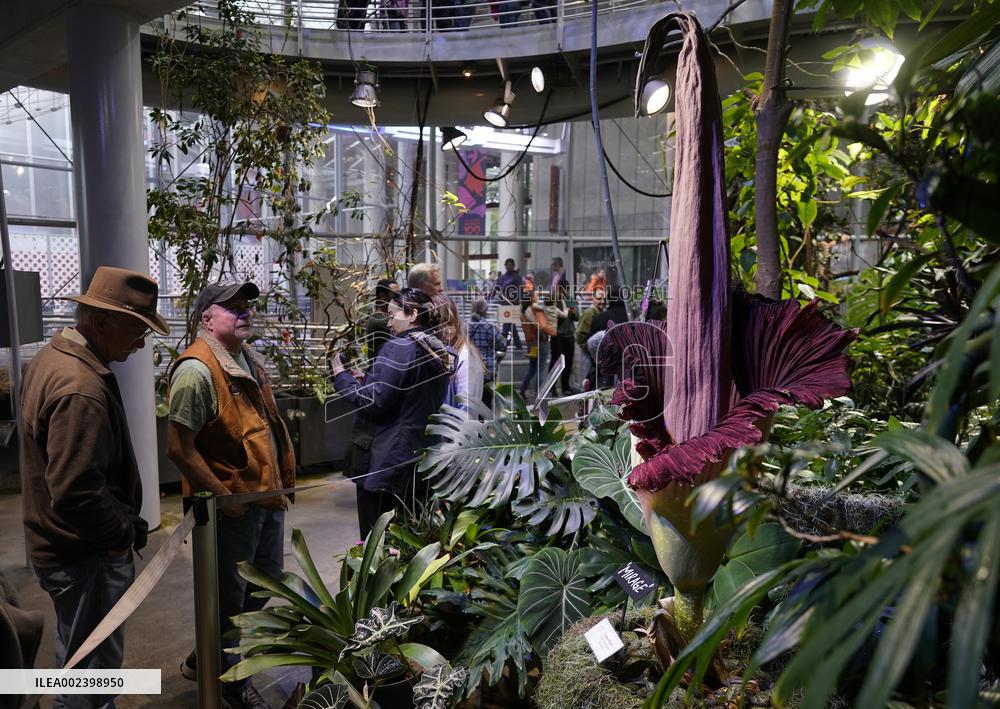 U.S.-SAN FRANCISCO-ACADEMY OF SCIENCES-CORPSE FLOWER-BLOOMING