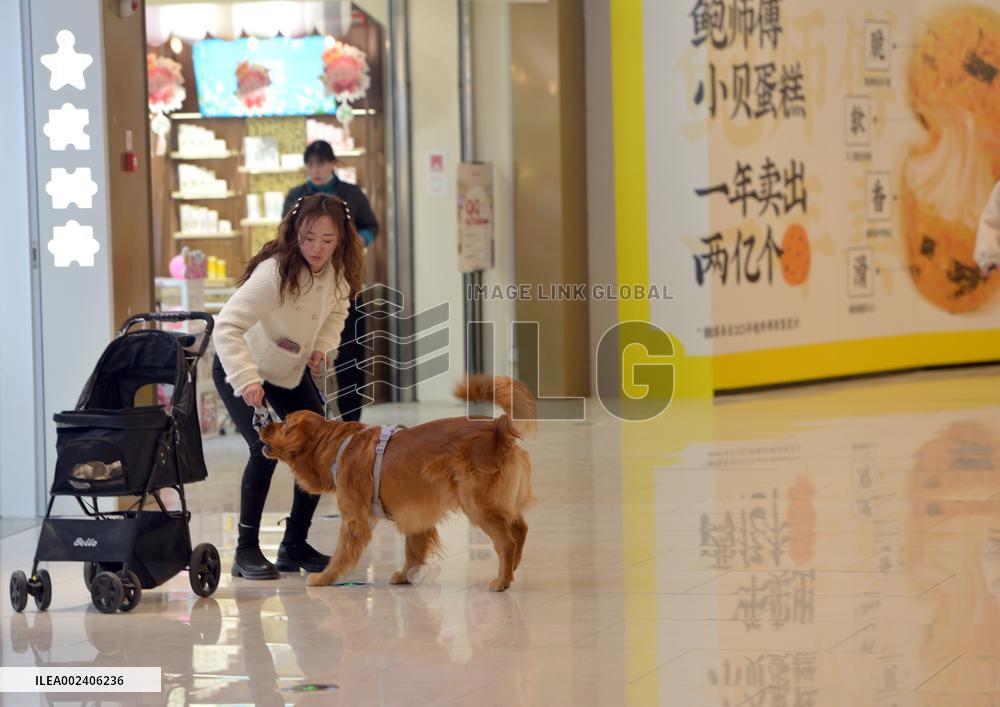 Pets Strolling Around Mall