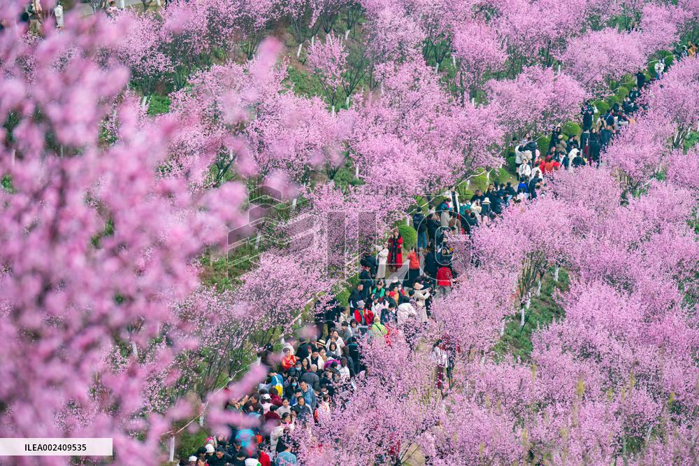 Tourists Visit Among Blooming Plum Blossoms in Chongqing, China