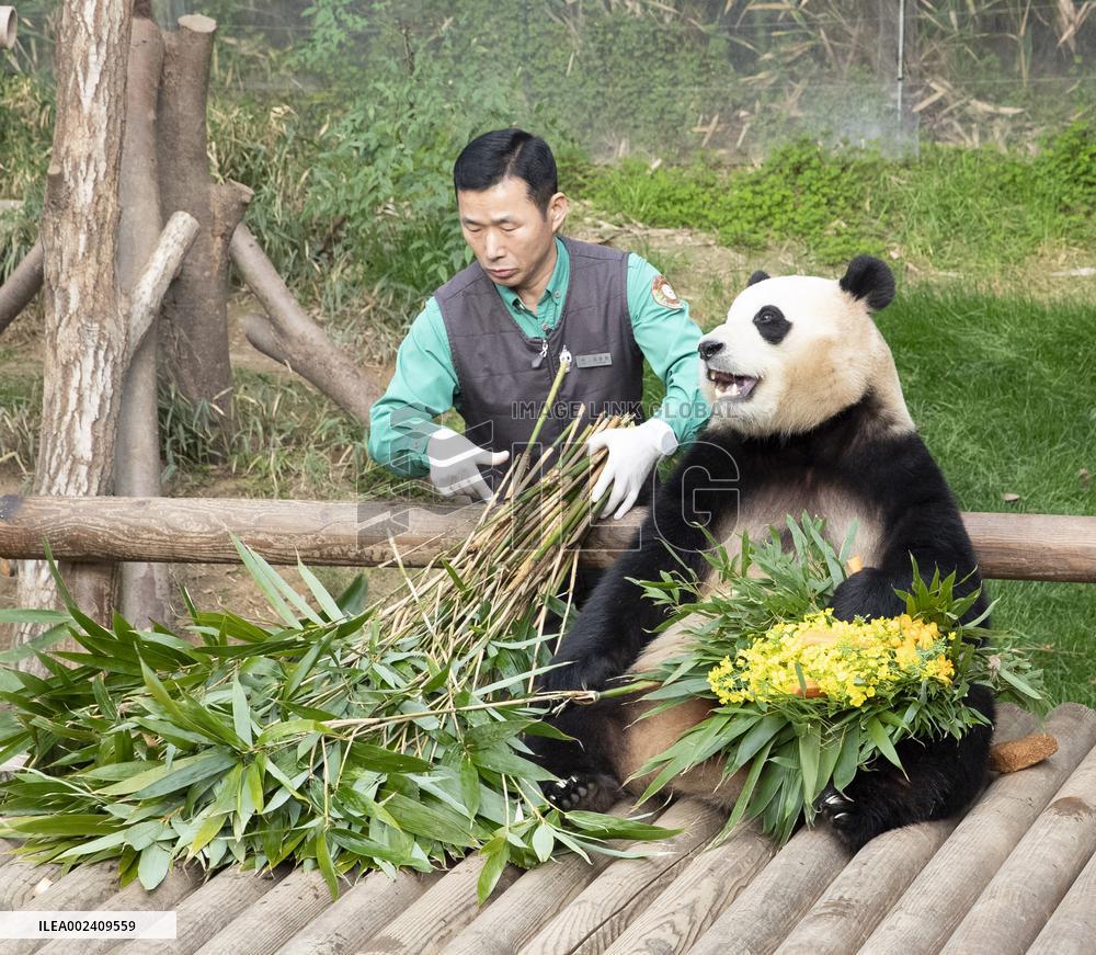 SOUTH KOREA-YONGIN-GIANT PANDA-FU BAO-RETURN
