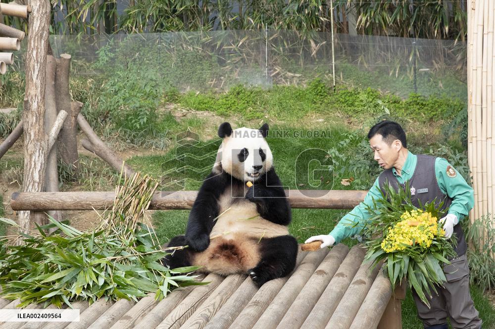 SOUTH KOREA-YONGIN-GIANT PANDA-FU BAO-RETURN
