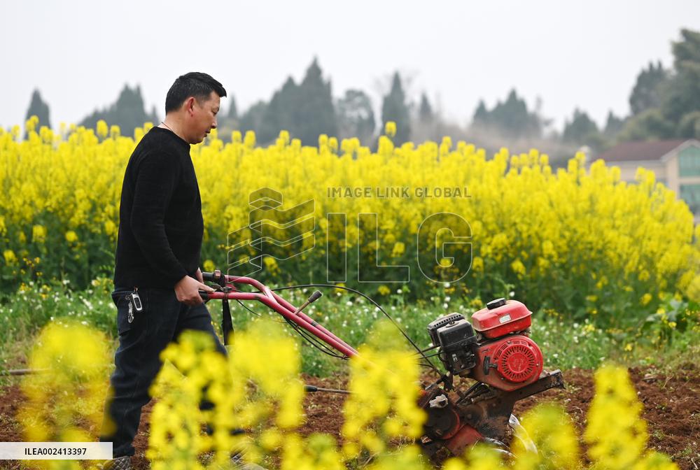 Spring Ploughing in Neijiang