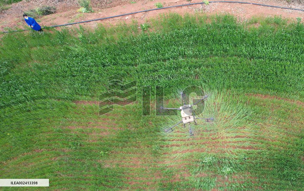 Spring Ploughing in Neijiang