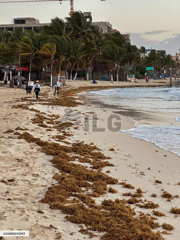 Playa Del Carmen Facing Sargassum Seaweed Invasion - Mexico