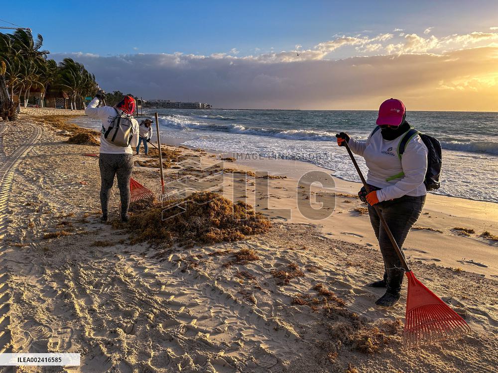 Playa Del Carmen Facing Sargassum Seaweed Invasion - Mexico