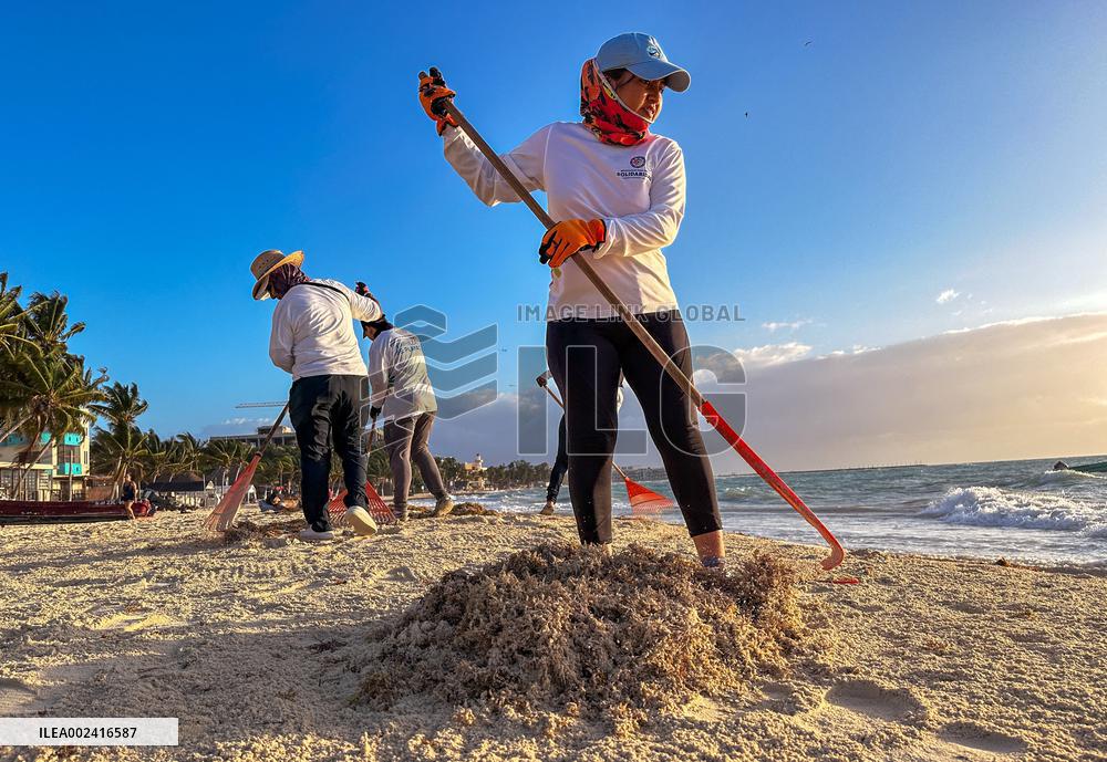 Playa Del Carmen Facing Sargassum Seaweed Invasion - Mexico