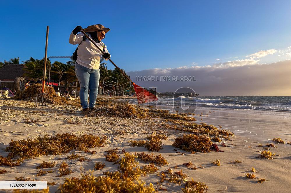 Playa Del Carmen Facing Sargassum Seaweed Invasion - Mexico