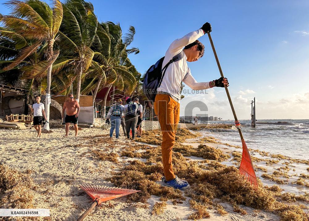Playa Del Carmen Facing Sargassum Seaweed Invasion - Mexico