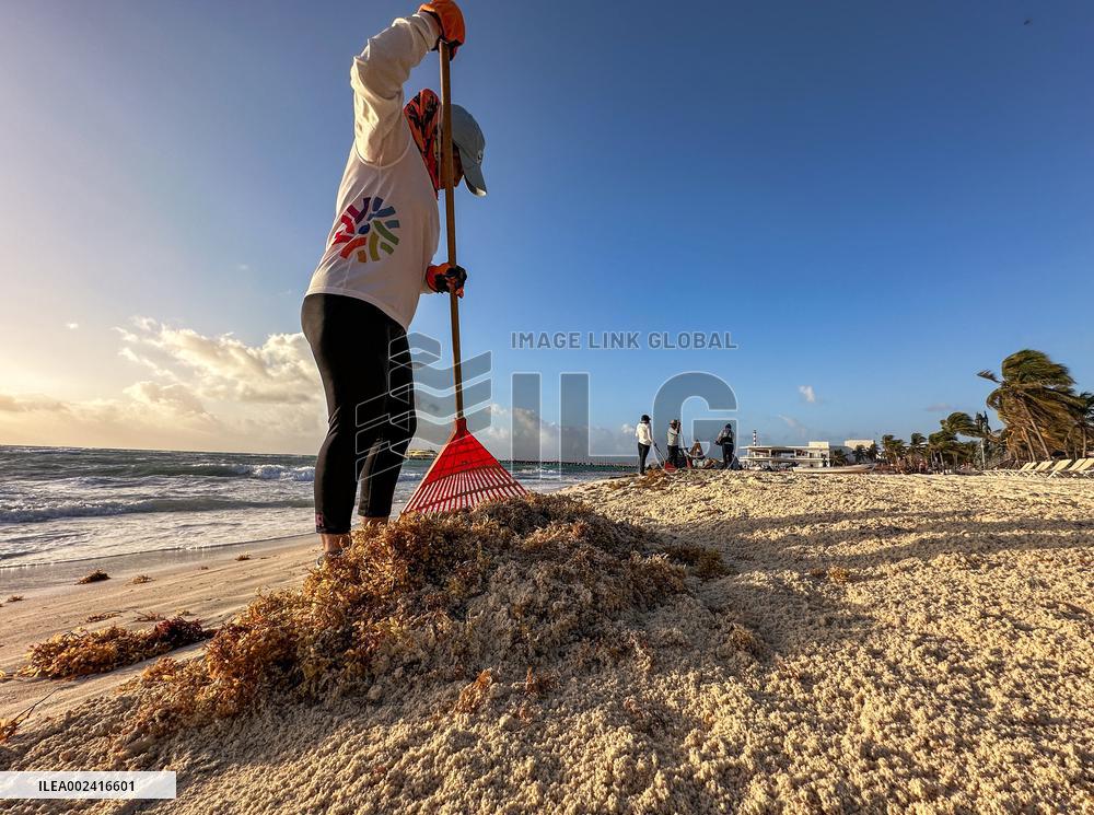 Playa Del Carmen Facing Sargassum Seaweed Invasion - Mexico