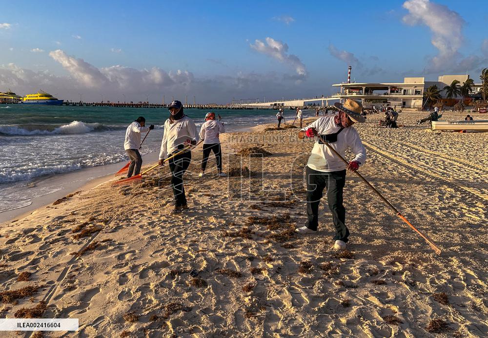 Playa Del Carmen Facing Sargassum Seaweed Invasion - Mexico