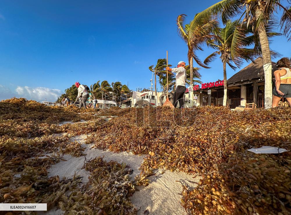 Playa Del Carmen Facing Sargassum Seaweed Invasion - Mexico