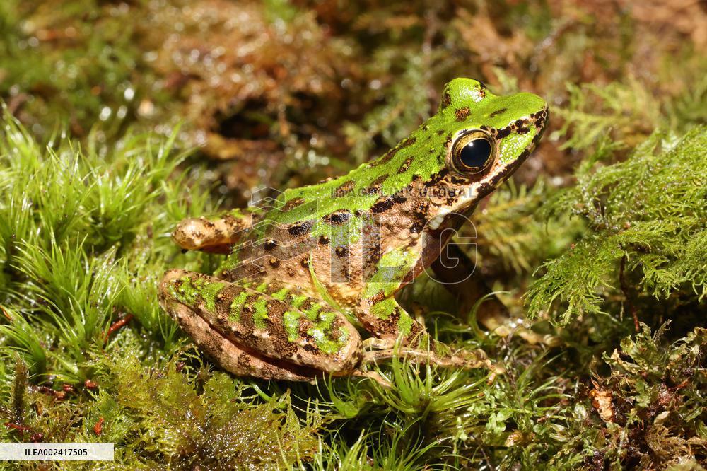 CHINA-GUIZHOU-FROG-NEW SPECIES