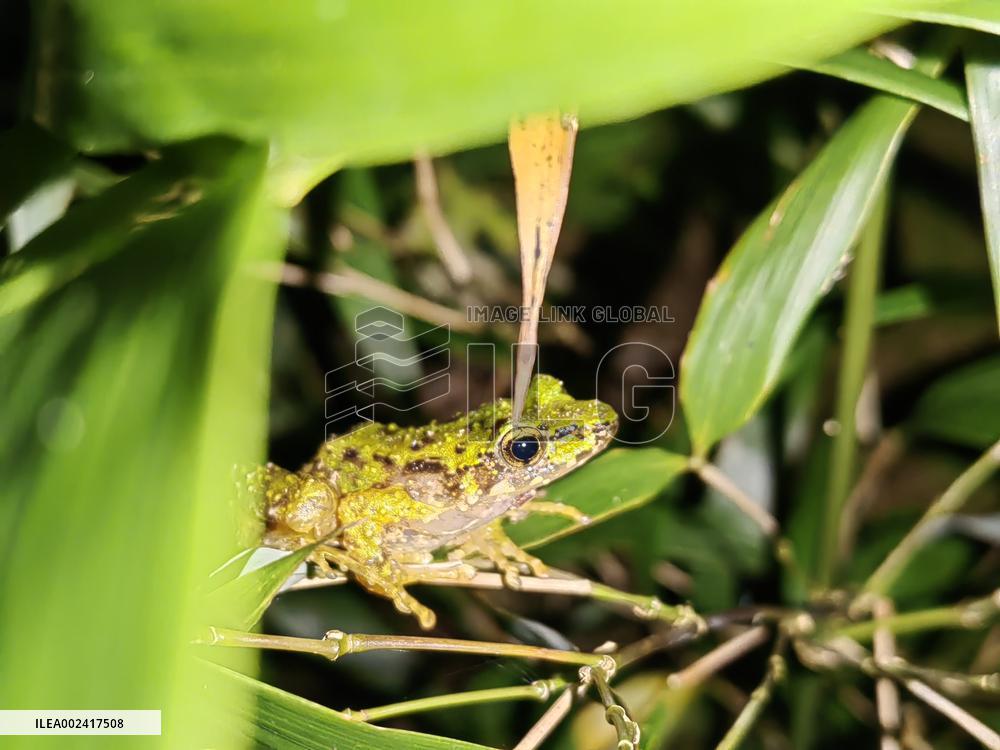 CHINA-GUIZHOU-FROG-NEW SPECIES