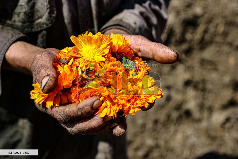 EGYPT-FAYOUM-CHRYSANTHEMUM-HARVEST