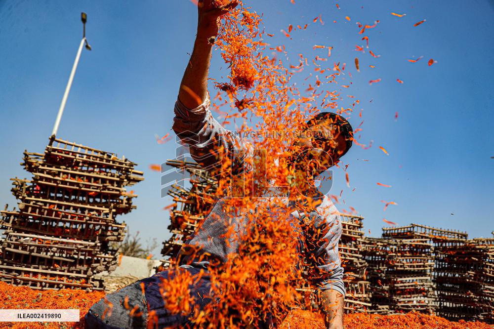 EGYPT-FAYOUM-CHRYSANTHEMUM-HARVEST