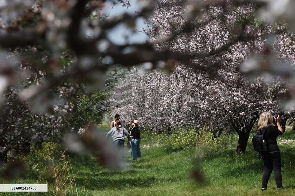 ISRAEL-MODIIN-ALMOND ORCHARD