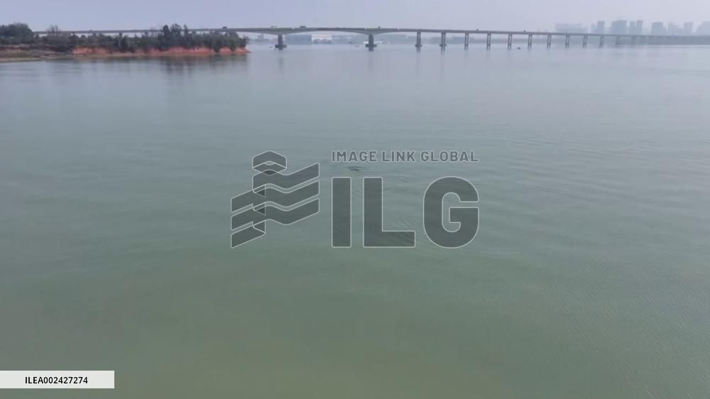 China: Joyful Dance Of Finless Porpoises In Dongting Lake, Hunan