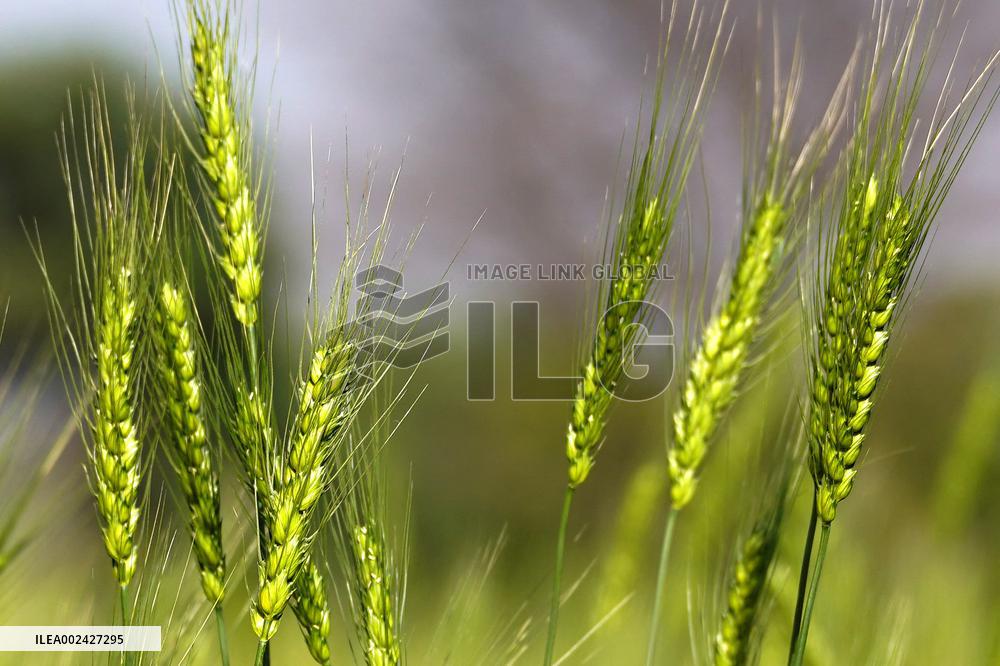 Wheat Field Getting Checked By Farmer - India