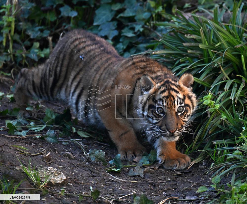 ITALY-ROME-BIO PARK ZOO-SUMATRAN TIGER CUB-DEBUT