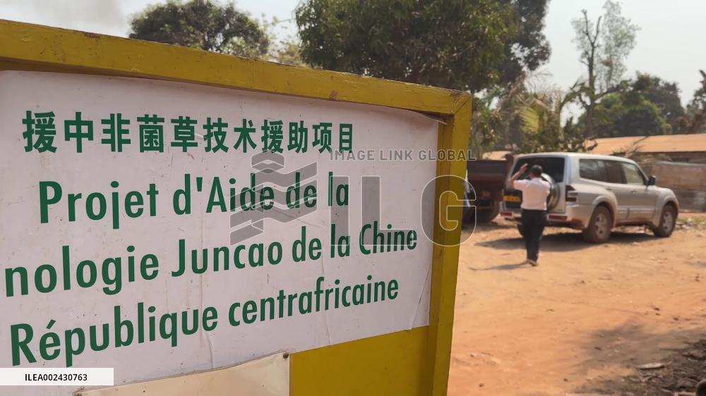China's Juncao technology improves livelihood of women in Central African Republic