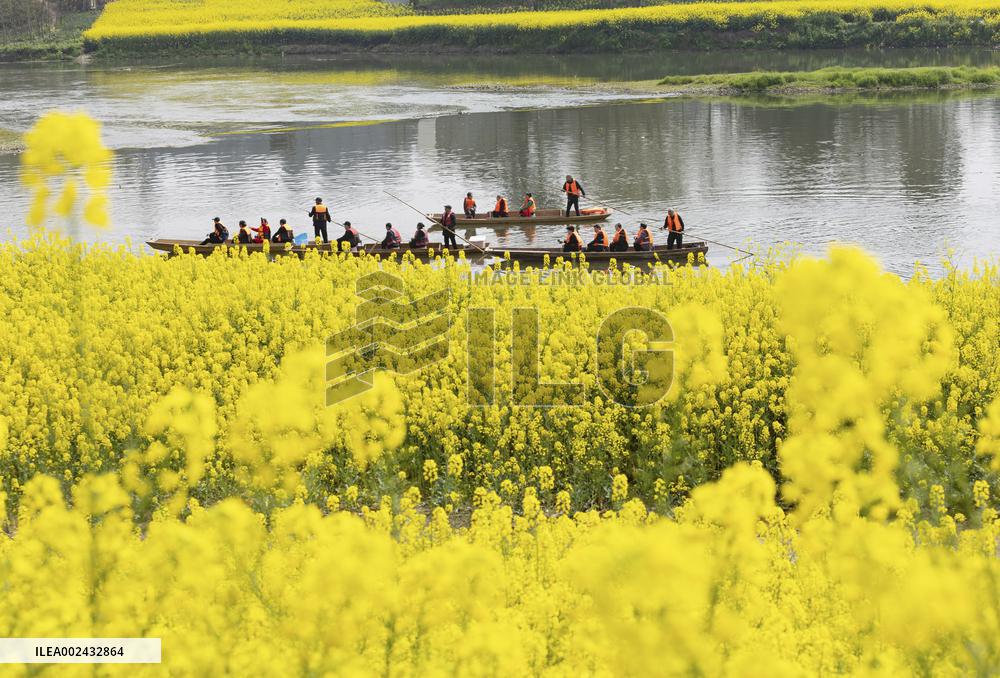 CHINA-SICHUAN-CHENGDU-RAPESEED FLOWERS (CN)