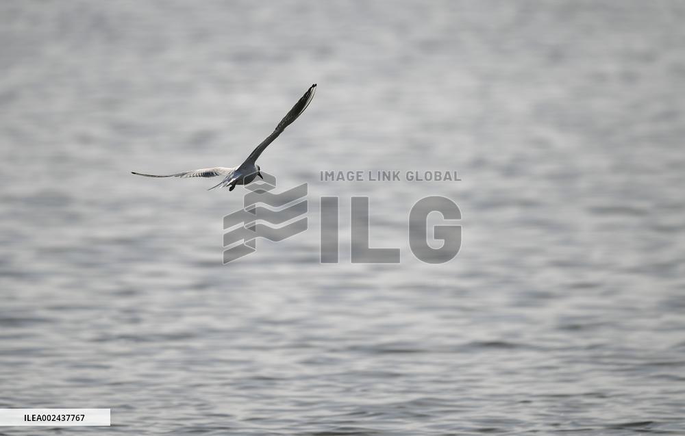 CHINA-INNER MONGOLIA-MIGRATORY BIRD (CN)