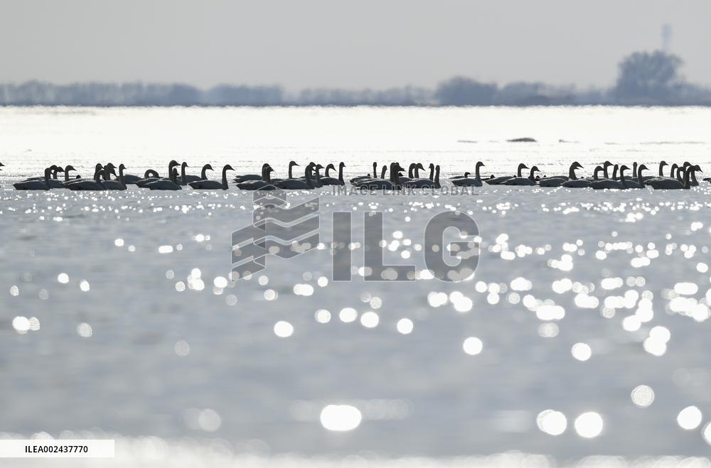 CHINA-INNER MONGOLIA-MIGRATORY BIRD (CN)