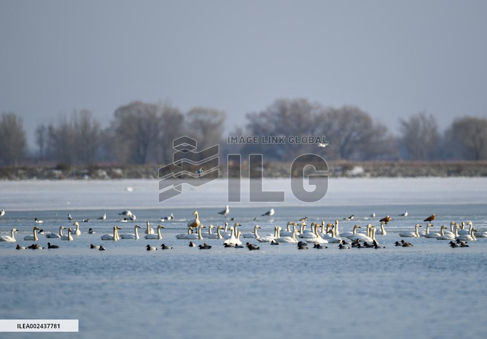 CHINA-INNER MONGOLIA-MIGRATORY BIRD (CN)