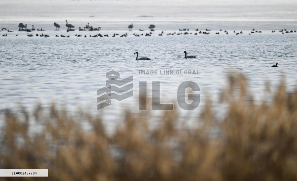 CHINA-INNER MONGOLIA-MIGRATORY BIRD (CN)