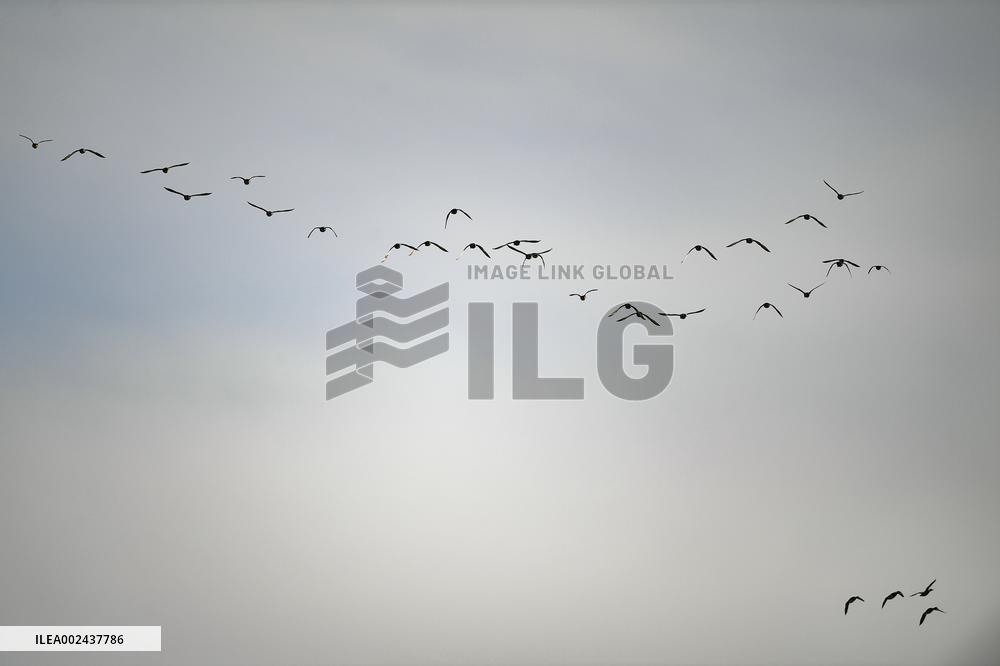 CHINA-INNER MONGOLIA-MIGRATORY BIRD (CN)