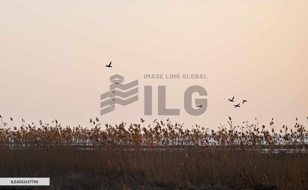 CHINA-INNER MONGOLIA-MIGRATORY BIRD (CN)