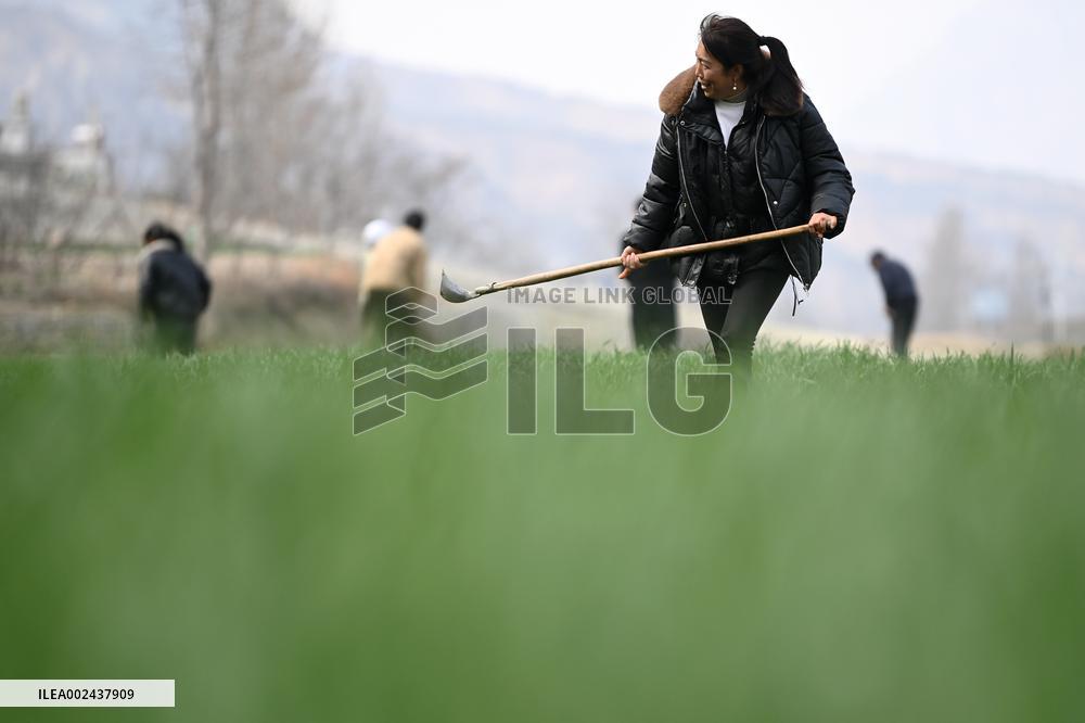 CHINA-GANSU-LONGNAN-WHEAT FIELD (CN)