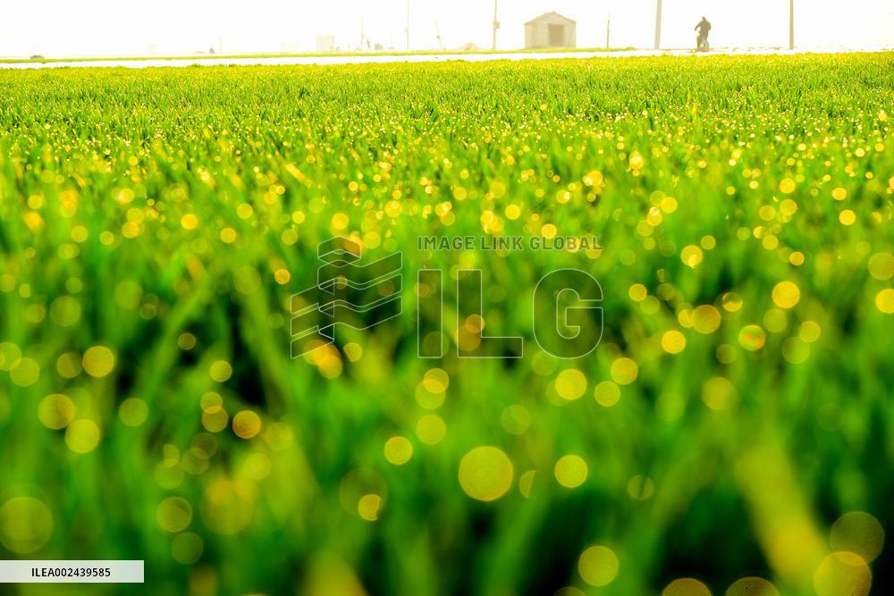 Spring Sowing in Zaozhuang