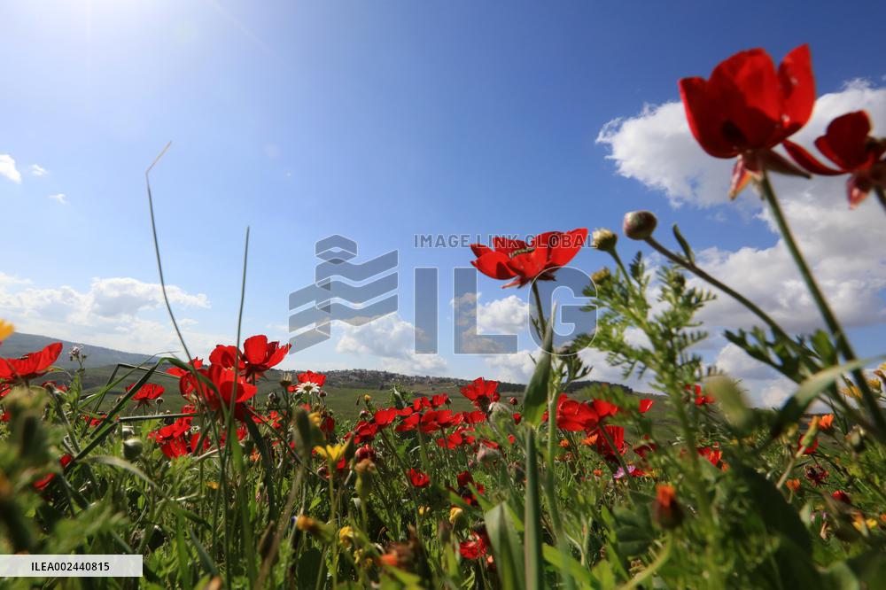 JORDAN-JERASH-SPRING SCENERY