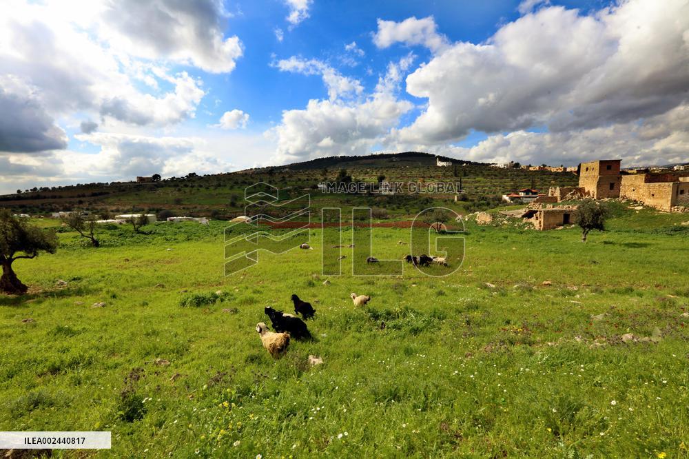 JORDAN-JERASH-SPRING SCENERY
