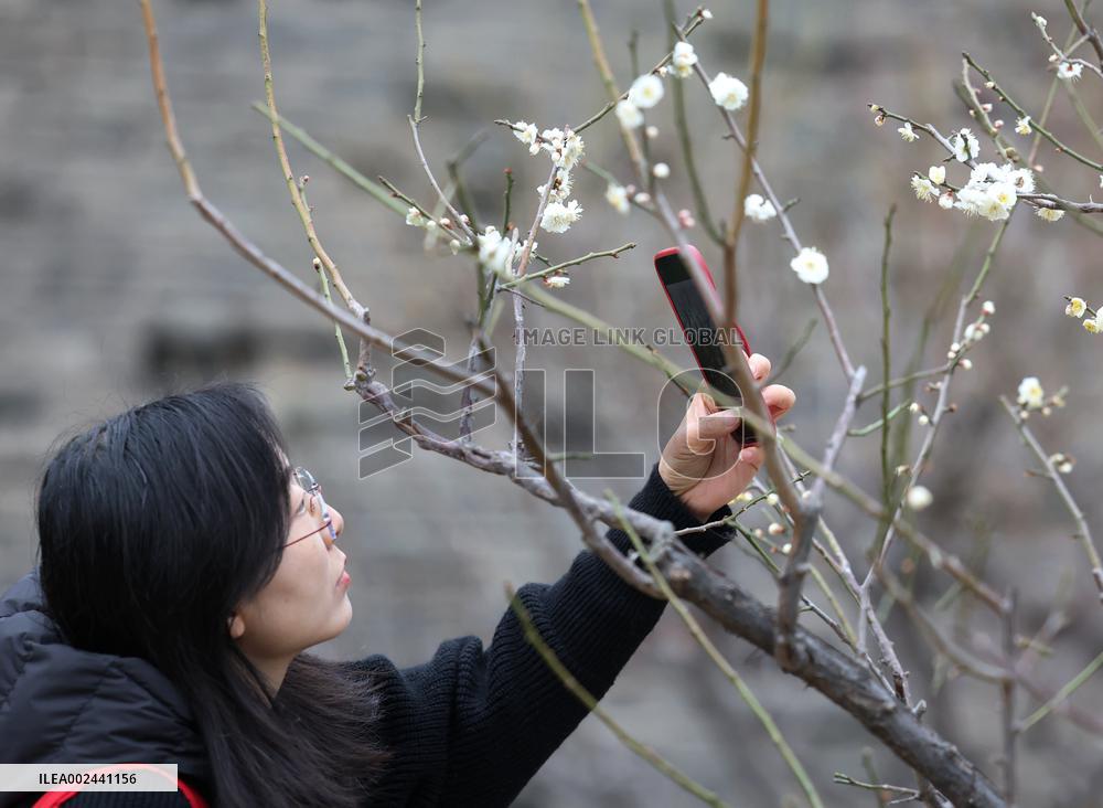 CHINA-BEIJING-PLUM BLOSSOM (CN)
